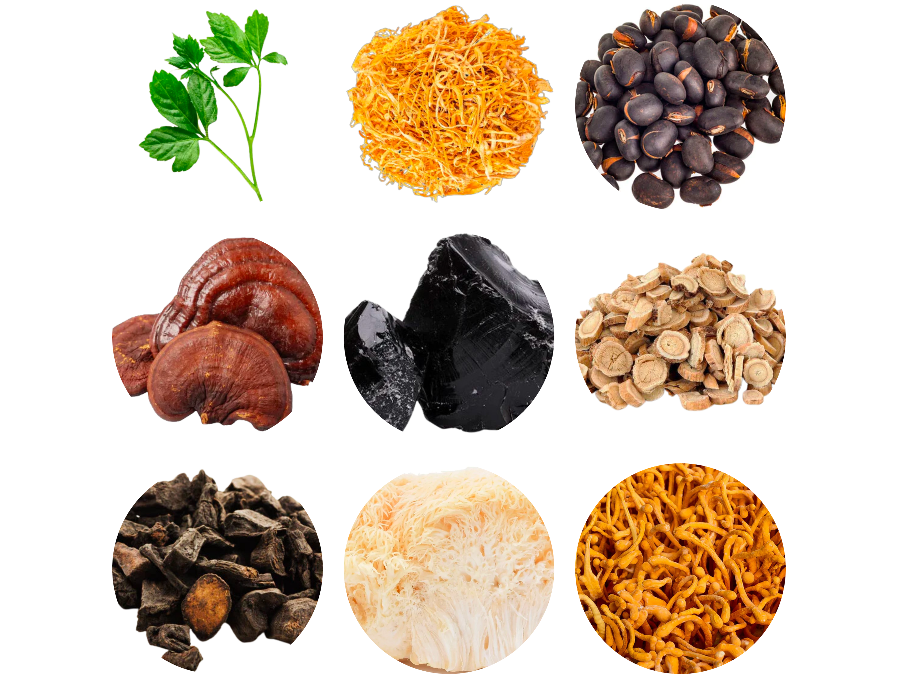 Los 5 mejores hongos medicinales: beneficios y usos para la salud