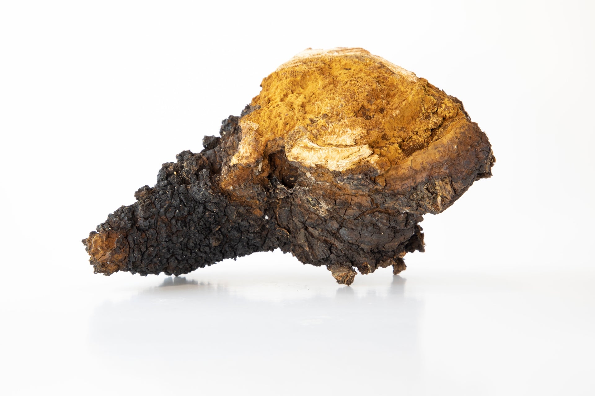 Beneficios del hongo Chaga: un potente superalimento antioxidante