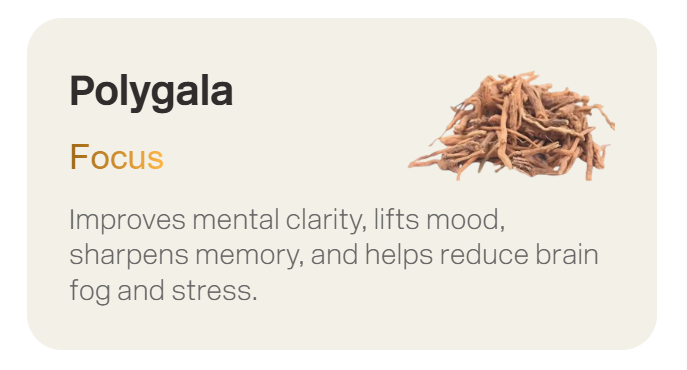 Polygala Root for Cognitive Health: Effects on Memory and Mood