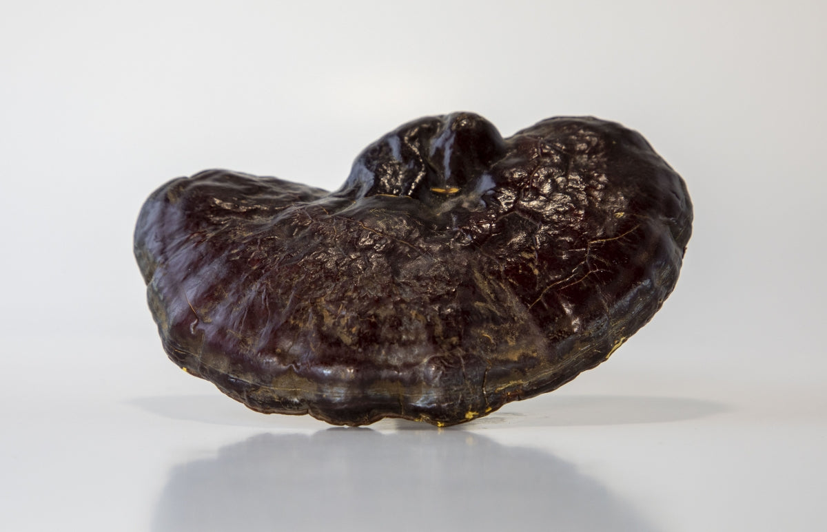 Close-up of a dried Reishi mushroom, known for its adaptogenic stress-relief properties.