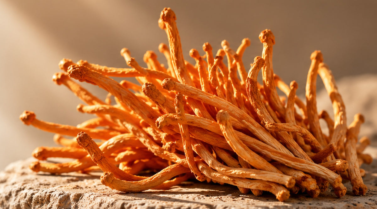 Cordyceps