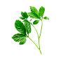 Gynostemma