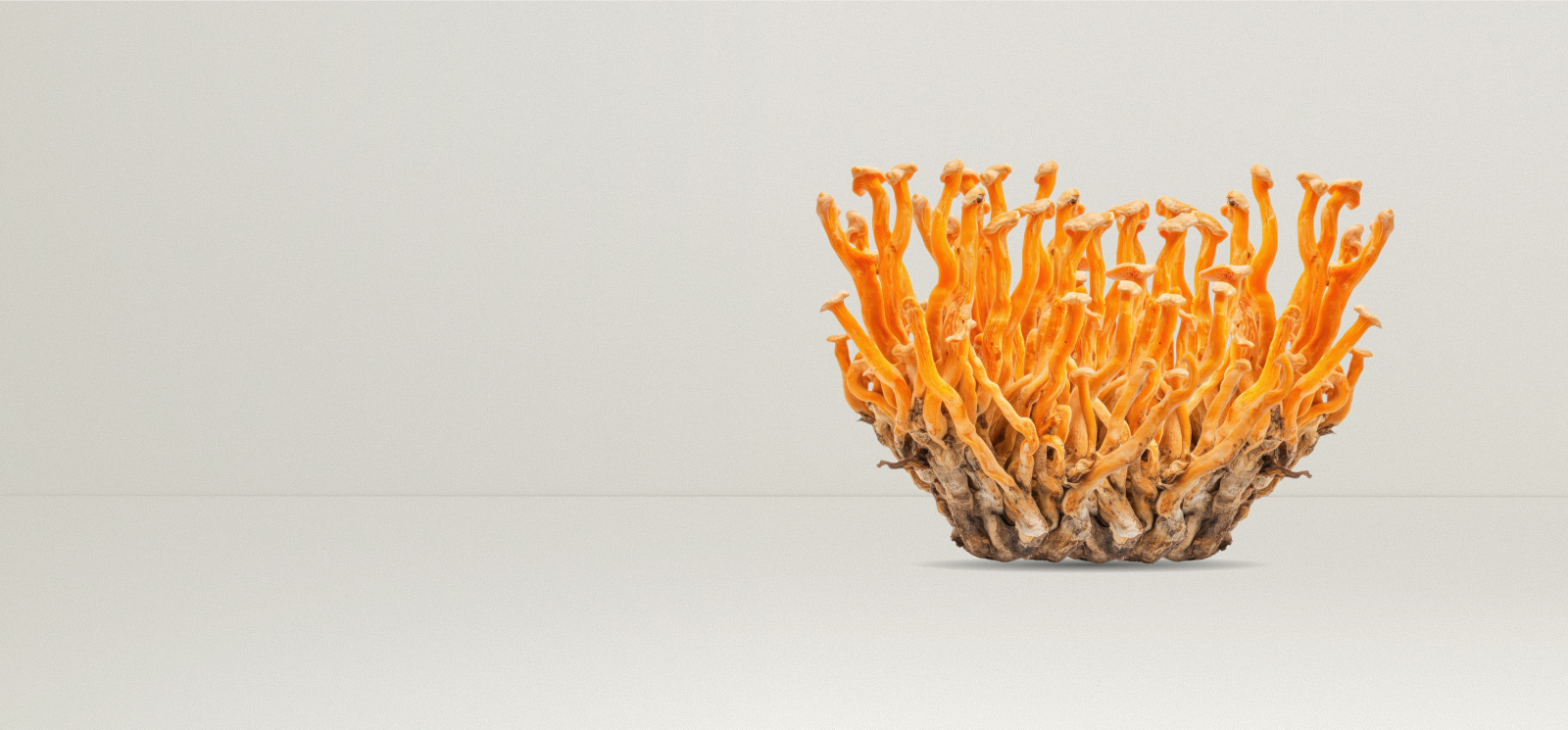 Cordyceps Mushroom