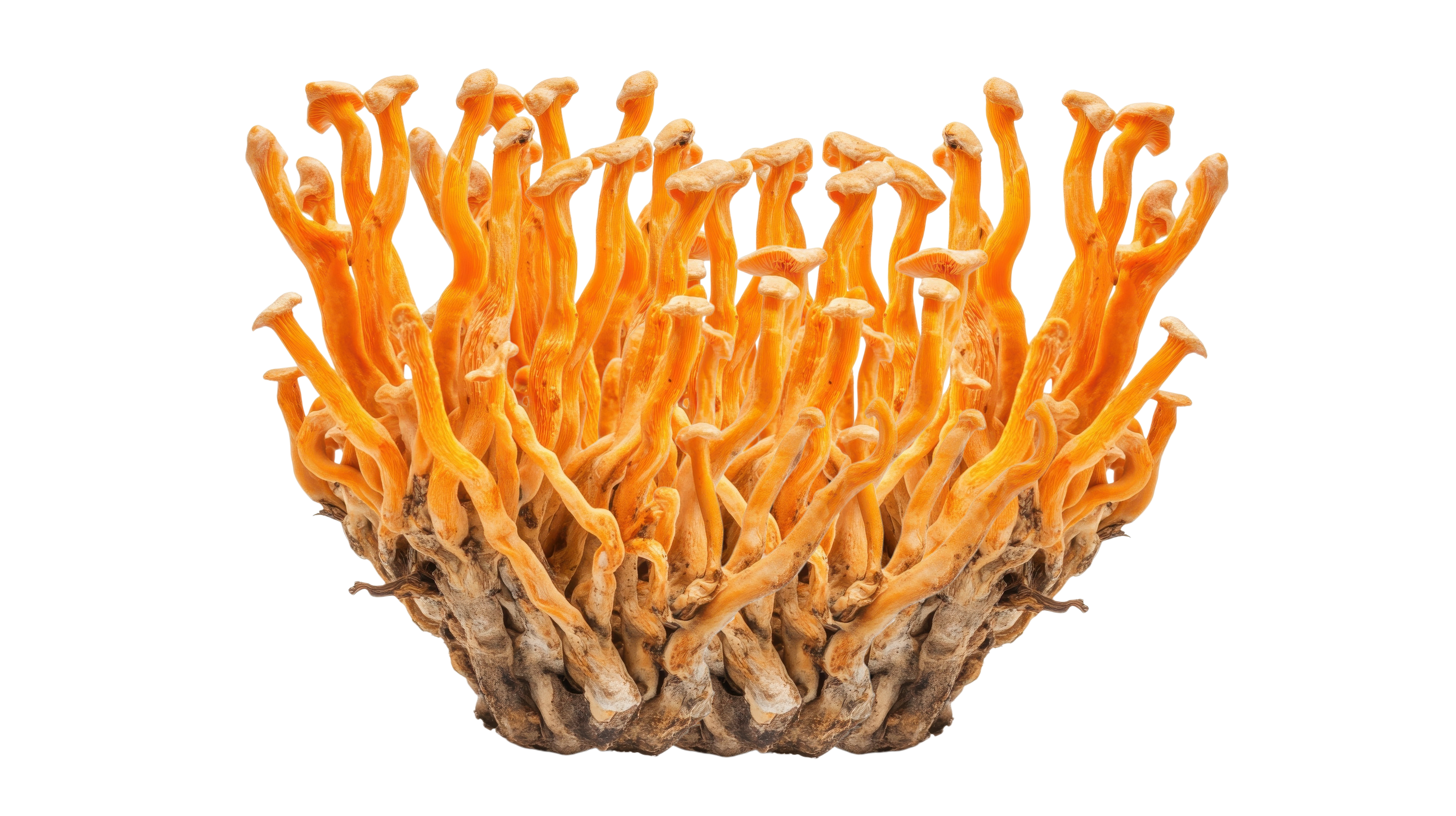 Cordyceps
