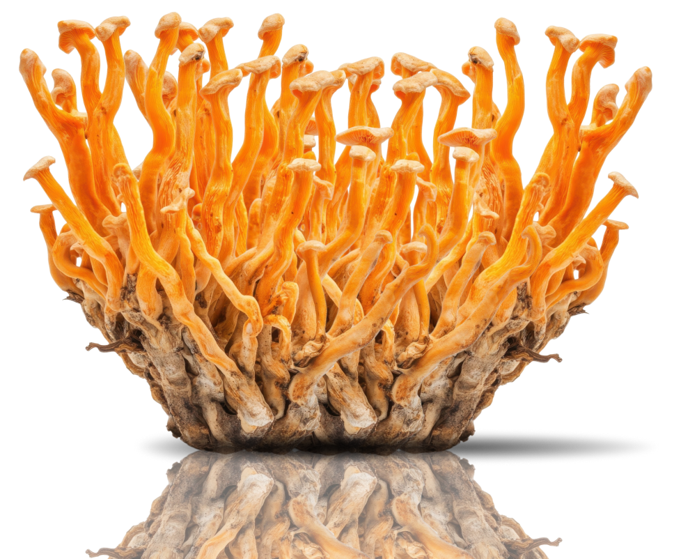 Cordyceps Mushrooms