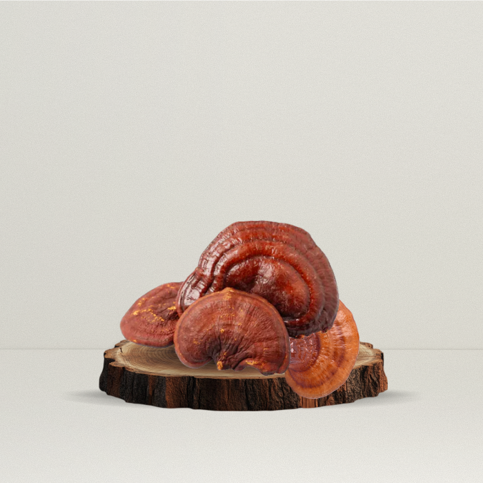 Hongo Reishi