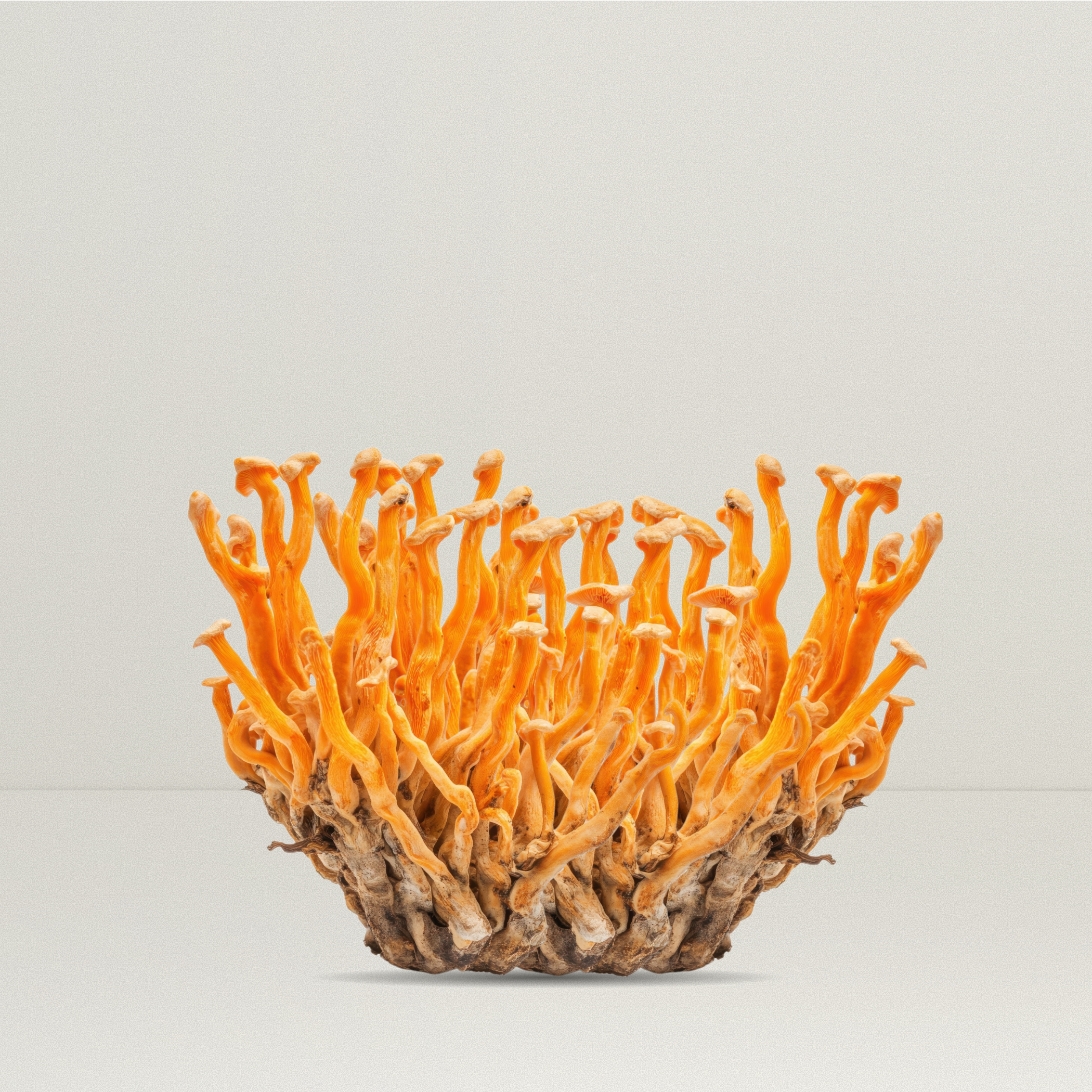 Cordyceps Mushroom