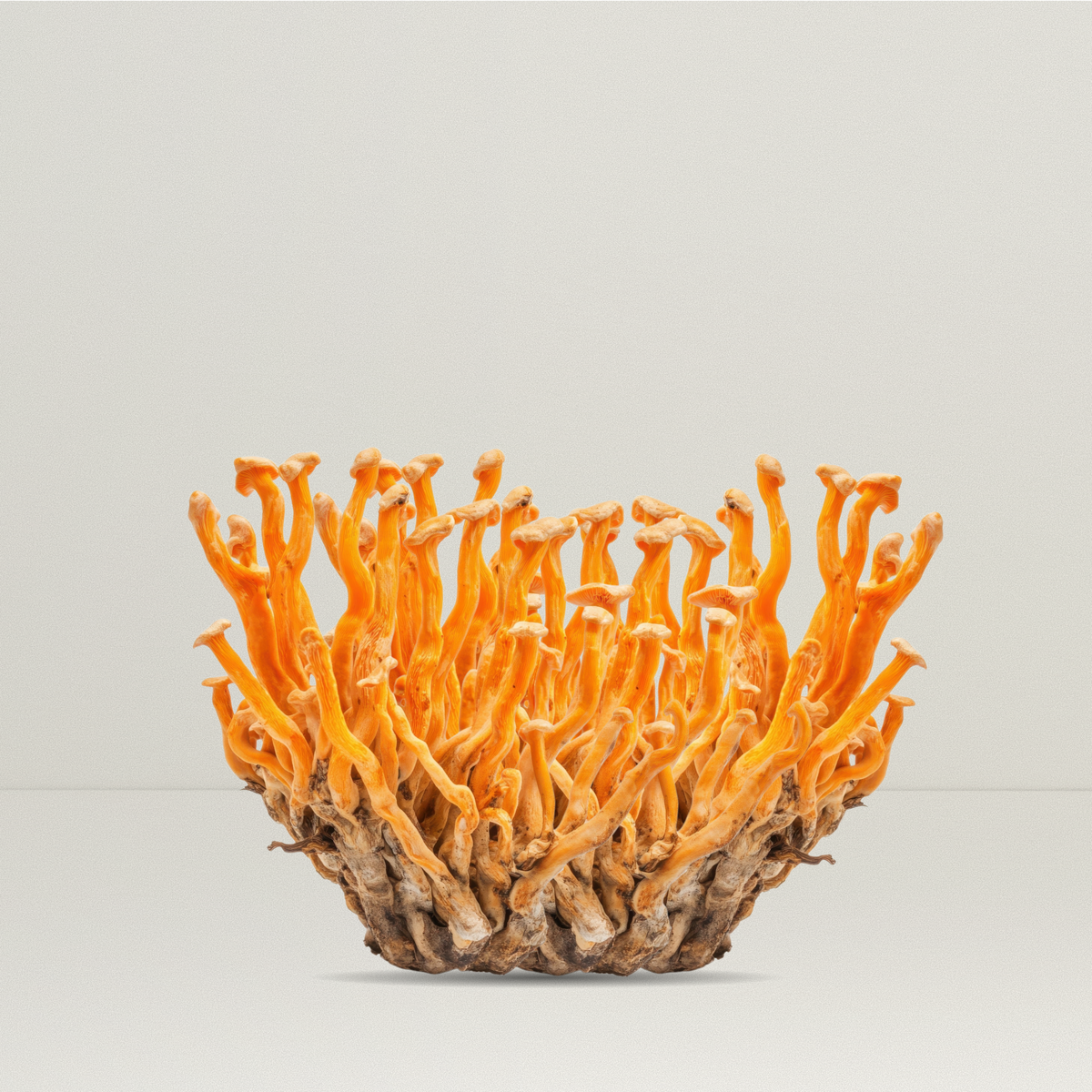 Champignon Cordyceps