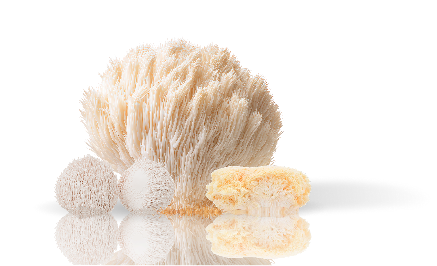 Loin's Mane Mushroom
