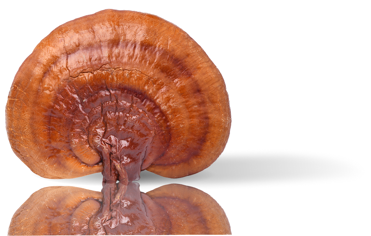 Reishi Mushroom
