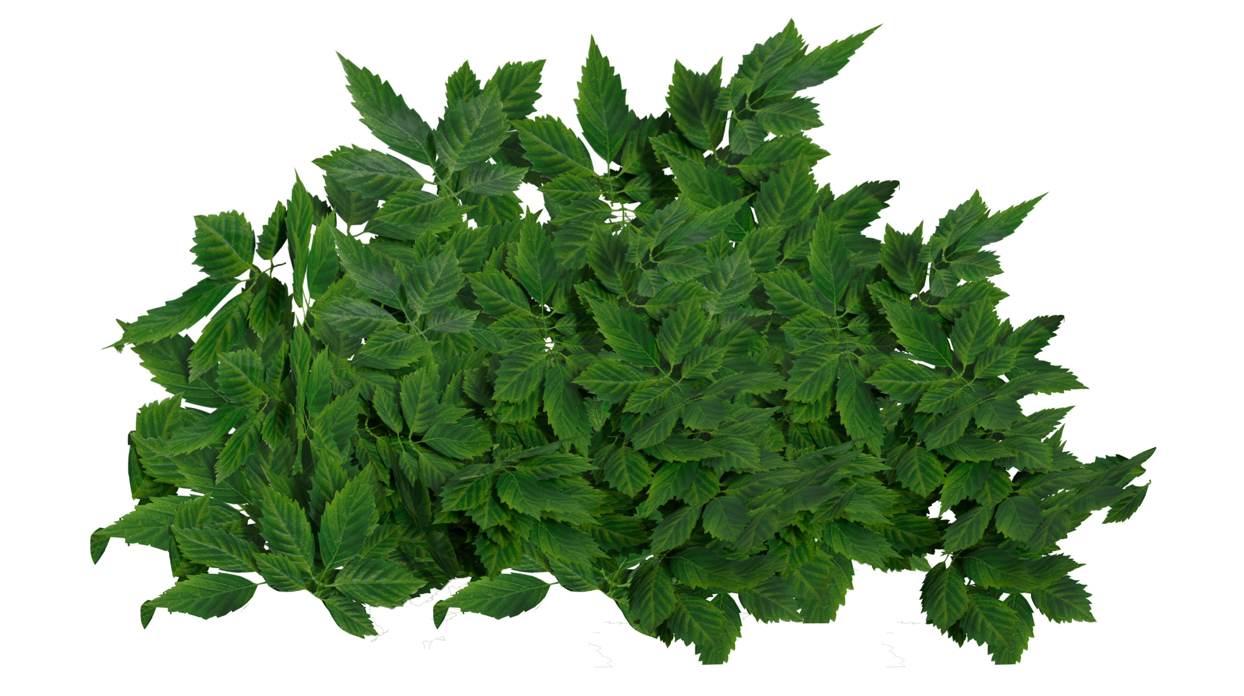 Gynostemma