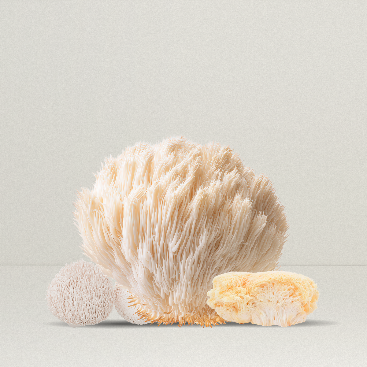 Champignon crinière de lion