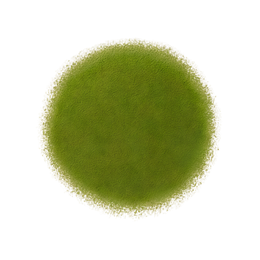 Smart Matcha