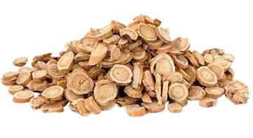 Astragalus