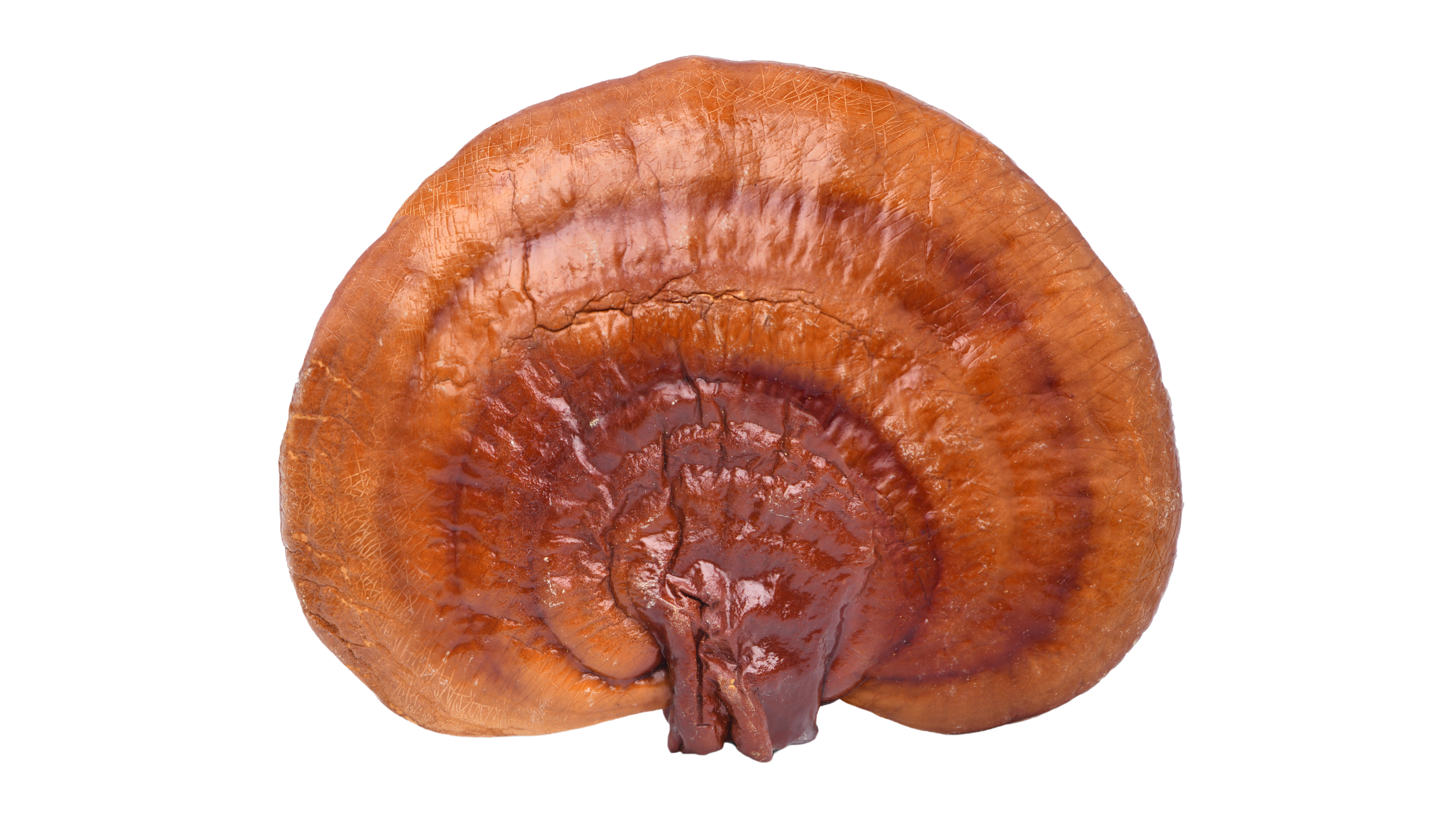 Reishi