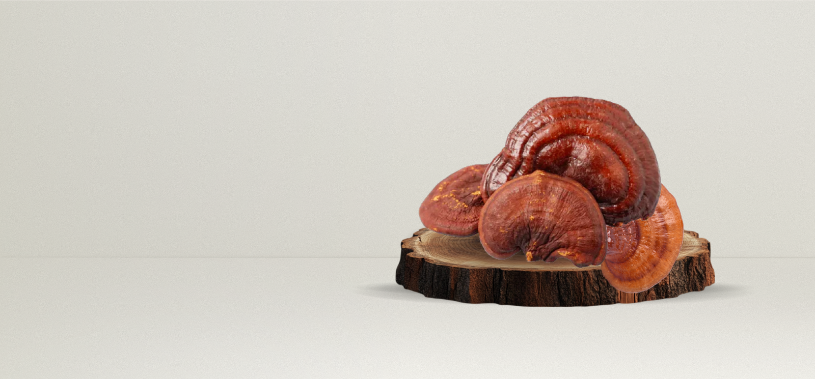 Hongo Reishi