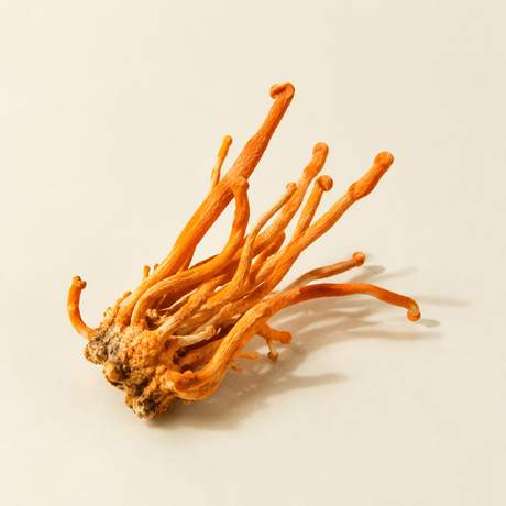 Wild cordyceps mushrooms