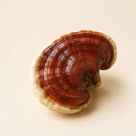 Reishi mushroom